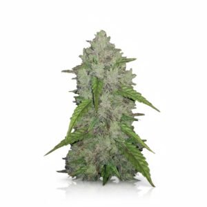 Amnesia Haze Feminized (On Sale)