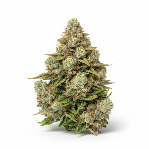 image-cache.webp Auto AK-47 Feminized Seeds (+ Free Seeds)