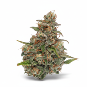 image-cache.webp Auto Northern Lights Feminized Seeds (+ Free Seeds)