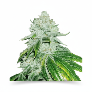 image-cache.webp Auto White Widow Feminized (+ Free Seeds)