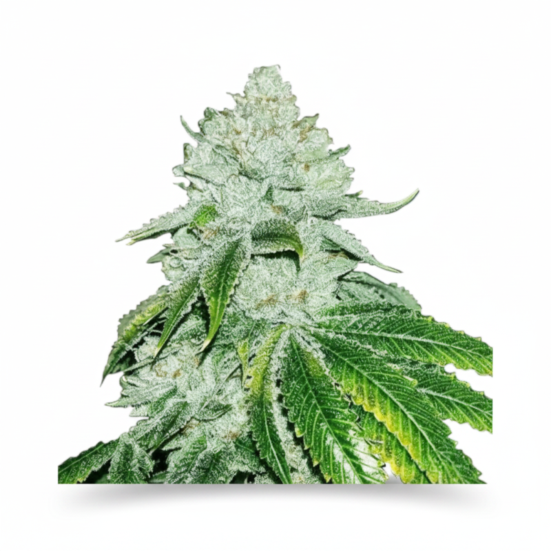image-cache.webp Auto White Widow Feminized (+ Free Seeds)
