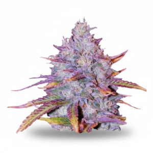 Blue Dream Feminized (+ Free Seeds)
