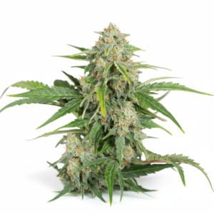 image-cache.webp CBD Nepal Gold Feminized