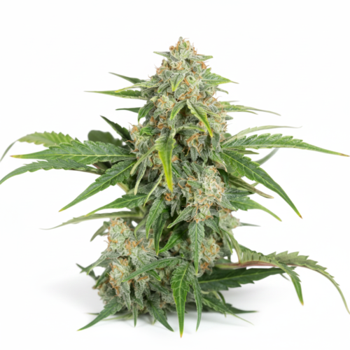 CBD Nepal Gold Feminized