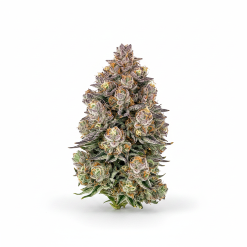 Dosidos Rocketos Feminized Seeds (+ Free Seeds)