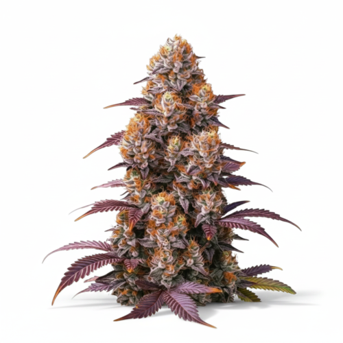 image-cache.webp Gelato Feminized Seeds
