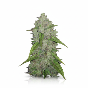 Auto Amnesia Haze Feminized