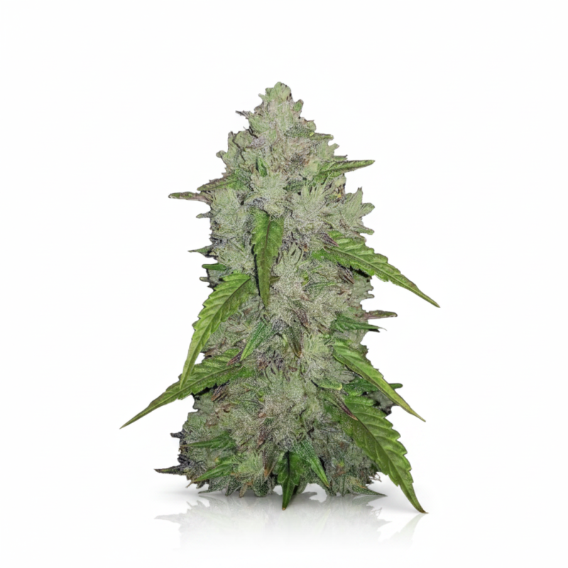 Auto Amnesia Haze Feminized
