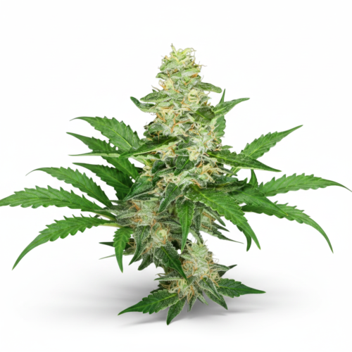 Girl Scout Cookies Feminized