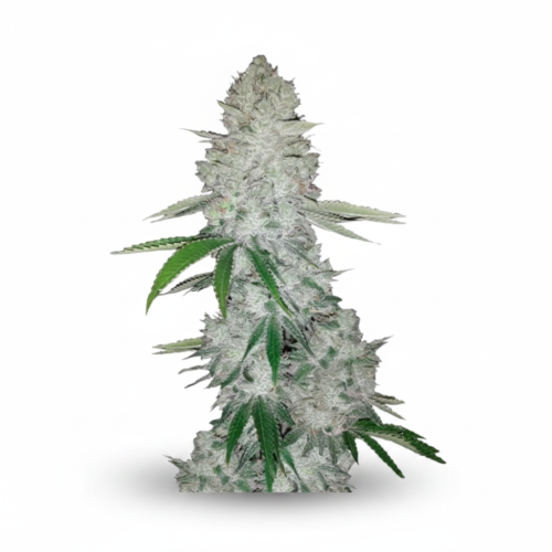 Gorilla Glue #4 Feminized Seeds (+ Free Seeds)