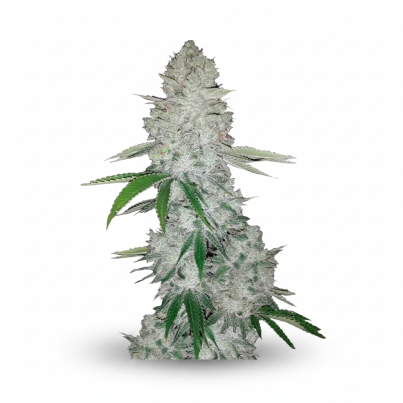 image-cache.webp Gorilla Glue #4 Feminized Seeds (+ Free Seeds)