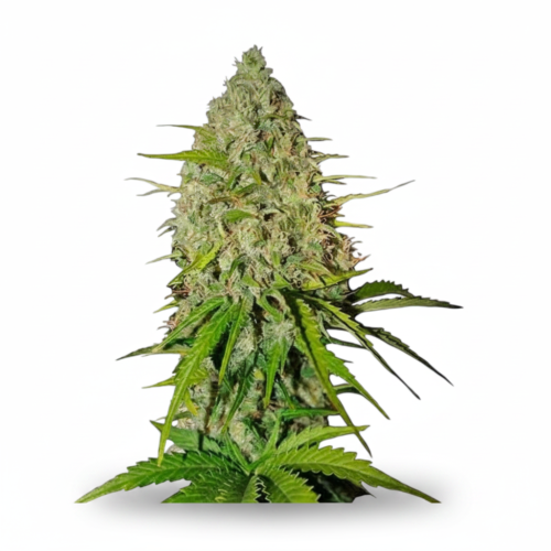 image-cache.webp Grapefruit Feminized Seeds