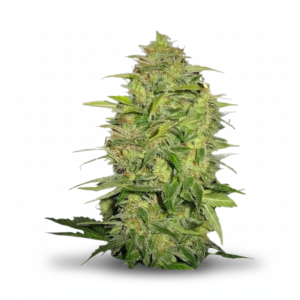 Lemon Skunk Feminized (On Sale)