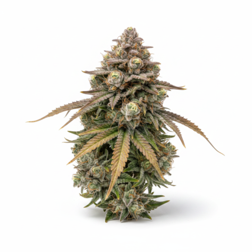 Mimosa Famosa Feminized Seeds (+ Free Seeds)