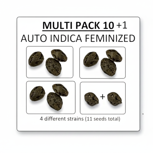 image-cache.webp Multi Pack 10 AUTO Indica Feminized Seeds