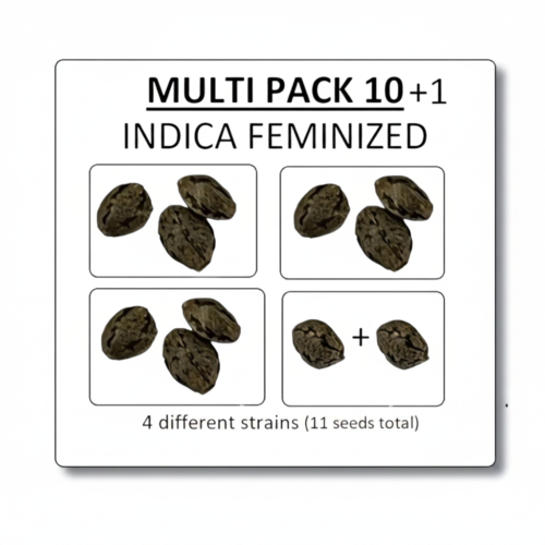 image-cache.webp Multi Pack 10 Indica Feminized Seeds
