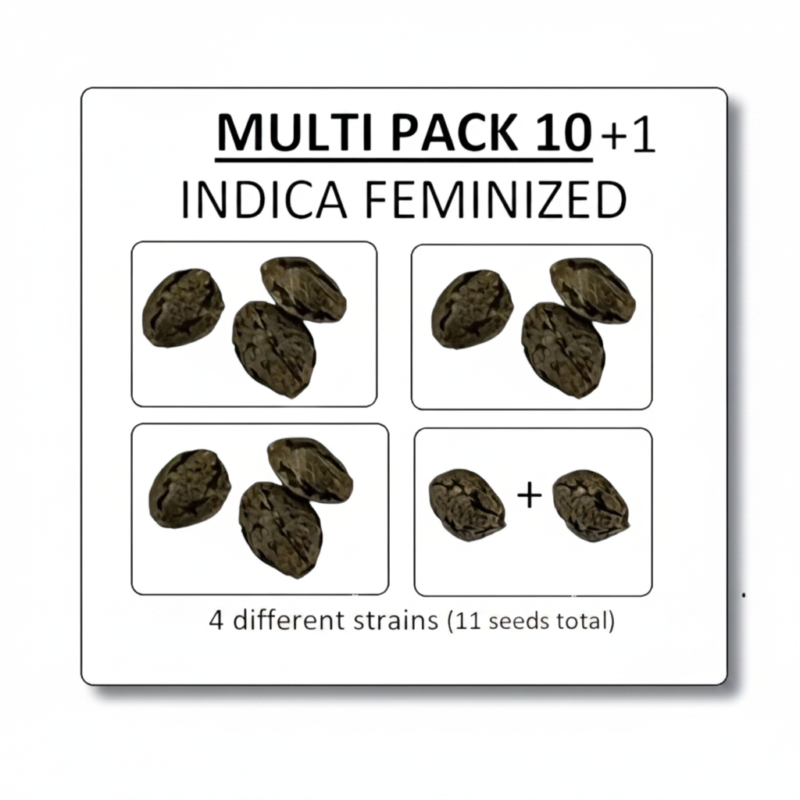 image-cache.webp Multi Pack 10 Indica Feminized Seeds