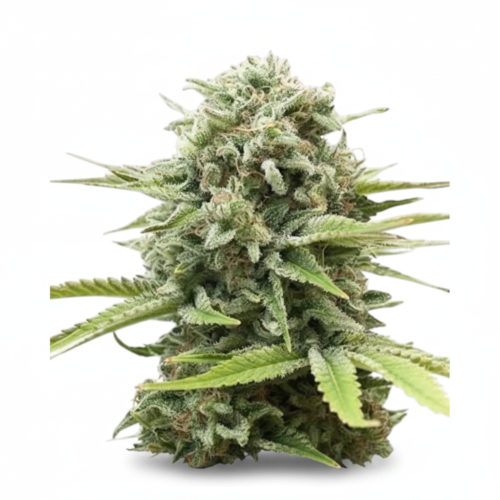 OG Kush Feminized Seeds (+ Free Seeds)
