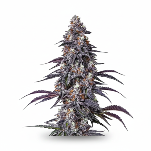 Purple Haze Feminized (+ Free Seeds)