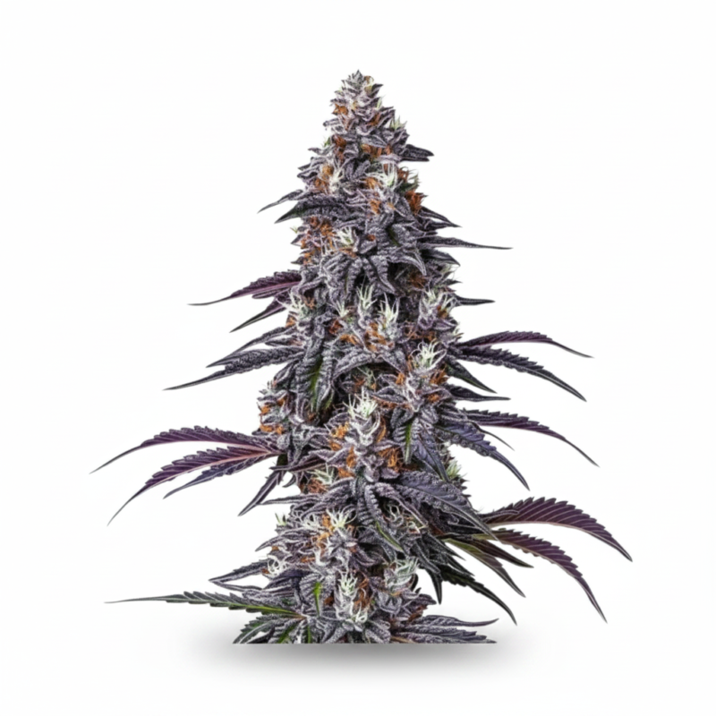 Purple Haze Feminized (+ Free Seeds)