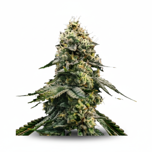 Runtz Gluntz Feminized Seeds