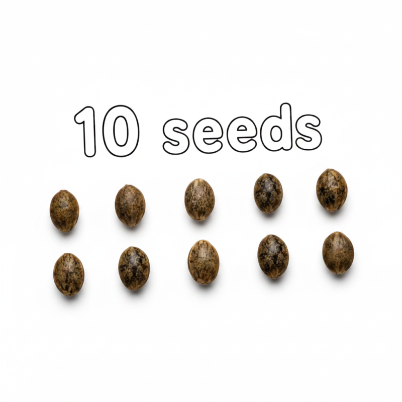 Sour Diesel Feminized Seeds