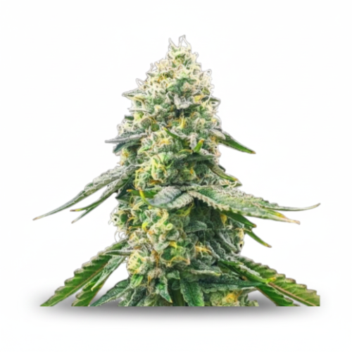 image-cache.webp Auto Cocopopo Feminized