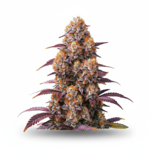 image-cache.webp Auto Gelato Feminized Seeds (+ Free Seeds)