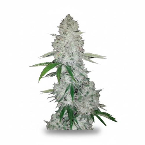 image-cache.webp Auto Gorilla Glue Feminized Seeds (+ Free Seeds)